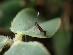 Porphyrosela minuta