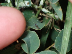 Porphyrosela minuta