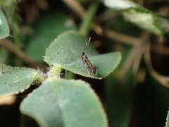 Porphyrosela minuta