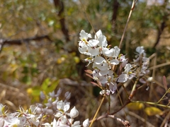 Cryptosepalum exfoliatum