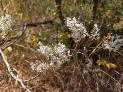 Cryptosepalum exfoliatum