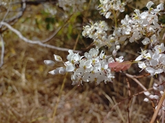 Cryptosepalum exfoliatum