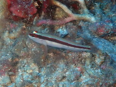 Gobius vittatus