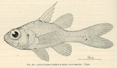 Flame Cardinalfish photo 2