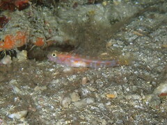 Vanneaugobius dollfusi