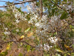 Cryptosepalum exfoliatum