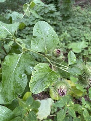 Arctium nemorosum