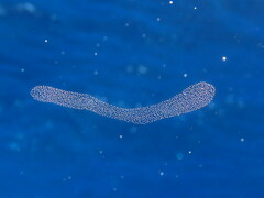 Collozoum inerme