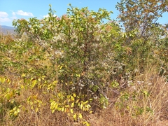 Cryptosepalum exfoliatum