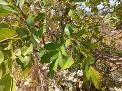 Cryptosepalum exfoliatum