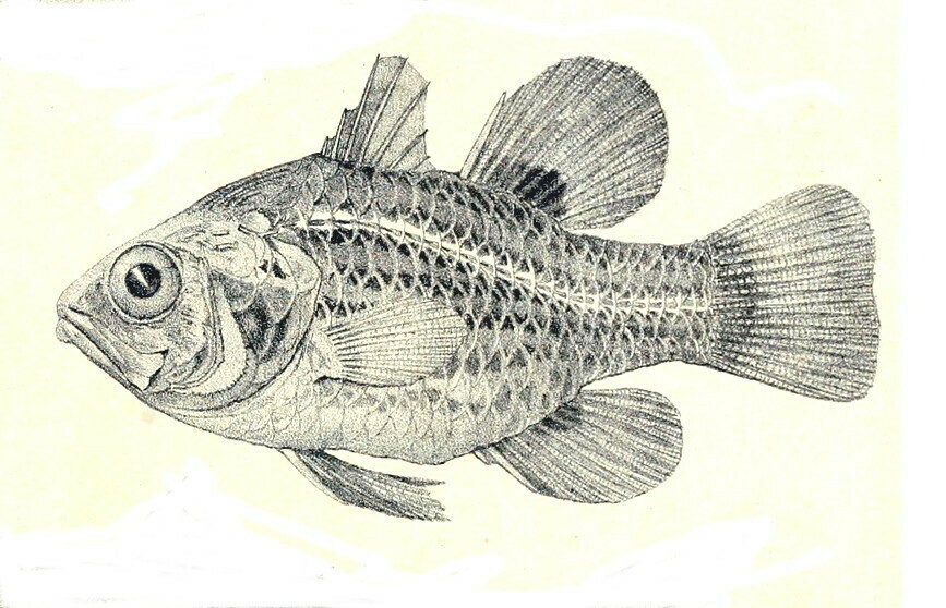 Many-Banded Cardinalfish