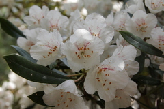 Rhododendron formosanum