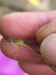 Enallagma vesperum