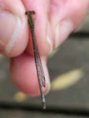 Enallagma vesperum