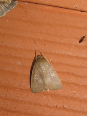 Calymera sabulosa
