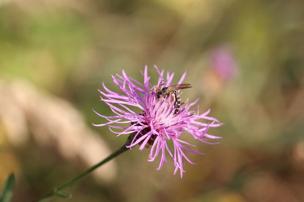 Six-banded Sweat Bee