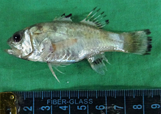 Flagfin Cardinalfish
