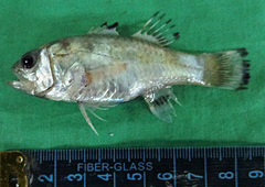 Flagfin Cardinalfish photo 1