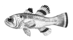 Flagfin Cardinalfish photo 3