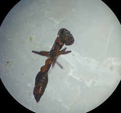 Pseudomyrmecinae