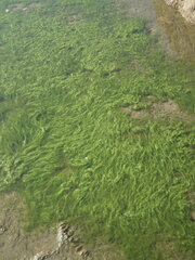 Chlorophyta