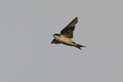 Delichon urbicum urbicum