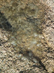 Chlorophyta