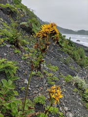 Ligularia sibirica