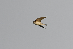 Delichon urbicum urbicum