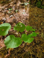 Triphora trianthophoros