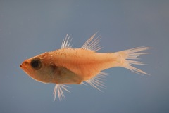Bigtooth Cardinalfish photo 5