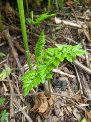 Sceptridium robustum