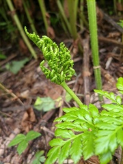 Sceptridium robustum