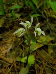 Triphora trianthophoros