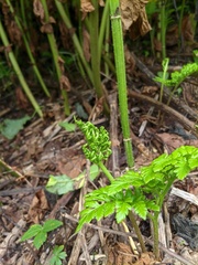 Sceptridium robustum