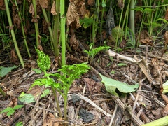 Sceptridium robustum