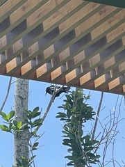 Setophaga caerulescens