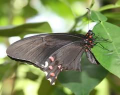 Heraclides rogeri pharnaces