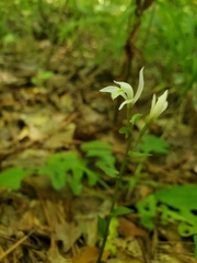 Triphora trianthophoros