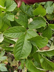 Aralia cordata
