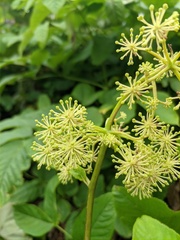 Aralia cordata
