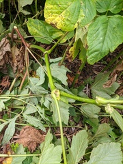 Aralia cordata