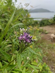 Saussurea acuminata sachalinensis