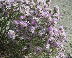 Limonium macrorrhizum