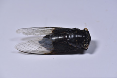 Cryptotympana holsti