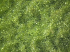 Chlorophyta