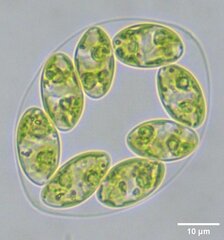 Oocystis