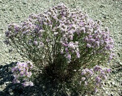 Limonium macrorrhizum