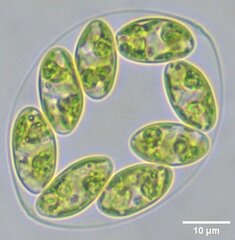 Oocystis