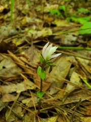 Triphora trianthophoros